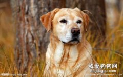 狗狗身上結痂 硬塊真菌 膿皮癥要注意
