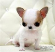 吉娃娃狗性格怎么樣?
