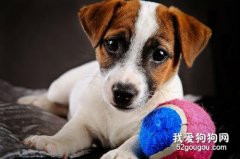 杰克羅素梗犬缺點是什么?