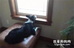 女子辭職尋找走失愛犬，陌生網友紛紛助力，57天后！