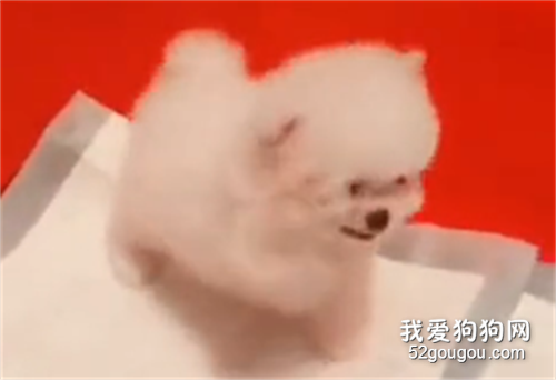 小奶狗被氣的直跺腳，可愛到讓人心臟承受不住！