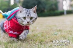 貓咪需要遛嗎？遛貓需要注意些什么