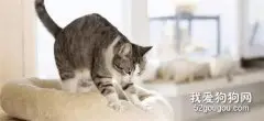 为什么猫咪会踩奶？