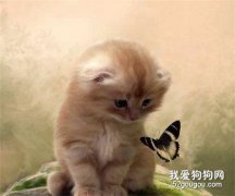 貓咪喜歡什么顏色 貓咪顏色喜好介紹