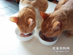 成年貓一天吃多少貓糧？