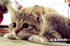 貓的習性有哪些?