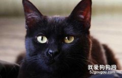 孟買貓性格怎么樣?