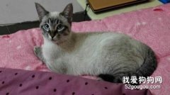 虎斑暹羅貓的性格特點是什么?