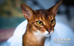 阿比西尼亞貓性格怎么樣?