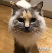 布偶貓被人嫌棄沒人要，只因臉上這個奇怪的胎記...