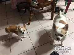 同胎兩只吉娃娃，可體型對比懸殊，網友：有一只是奶奶養的...