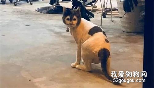 網友在街邊遇到只敲可愛的貓貓，染鵝當它一回頭…