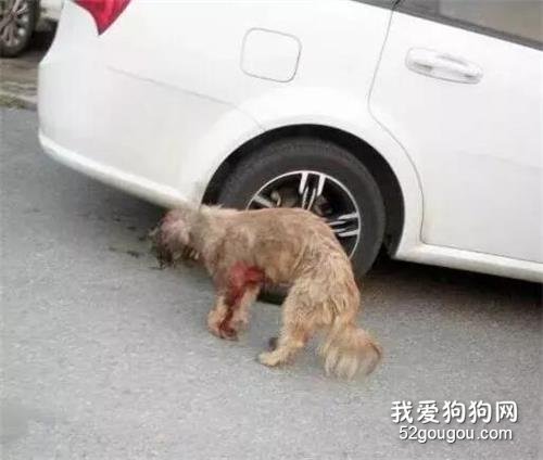 滿身鮮血的流浪狗躺在車下求饒：對不起，是我不小心……