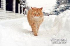 貓咪能自己回家嗎 貓咪認路本領介紹