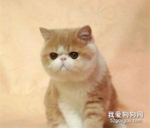 貓咪為什么不能吃鹽?