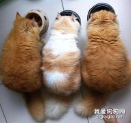 狗糧貓能吃嗎 貓咪吃狗糧會怎樣?