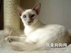 巴厘貓吃什么 巴厘貓飲食習慣