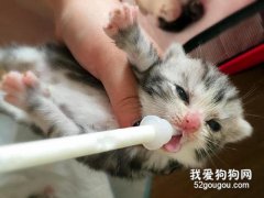 怎么給貓咪喂奶 小奶貓喂奶方法