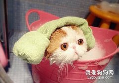 夏天怎么给猫咪洗澡?