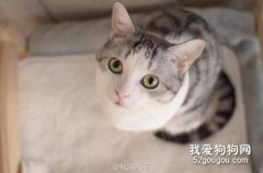 貓咪掉毛有什么原因?