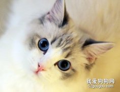 貓咪掉毛怎么處理 貓咪掉毛處理方法