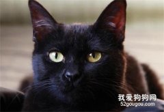 純種孟買貓性格有什么特點?