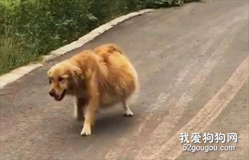 狗狗的肚子比籃球還大，這也不像是懷孕了呀？