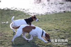 狗狗丟失28小時生死未卜，大家紛紛伸出援手