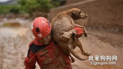 主人為救狗跳河險喪命，還大喊“救援先救狗”，網友：這是真愛了！