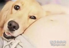 狗狗被主人無情拋棄，最后卻在車禍中救出了主人...