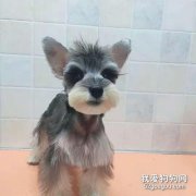 雪納瑞犬性格怎么樣?