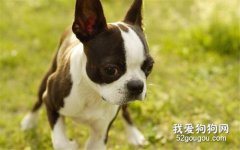 波士頓梗犬的缺點是什么?