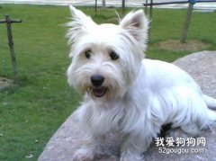 如何挑選西高地白梗犬?