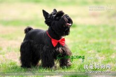 蘇格蘭梗犬的優缺點是什么?