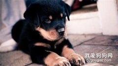 羅威納犬性格特點是什么?