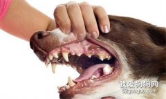 狗狗牙結石怎么去除 狗狗牙結石預防清理方法