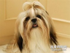 西施犬幼犬怎么養 西施犬飼養方法