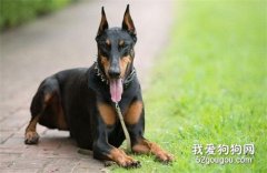 杜賓犬怎么養 杜賓犬飼養方法