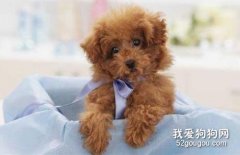 貴賓犬怎么養 貴賓犬飼養方法
