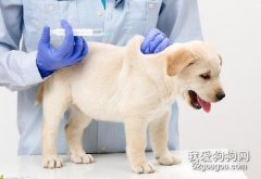 幼犬什么時候打疫苗?