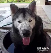 二哈看過石獅子后瞬間魔怔：我比它更穩！