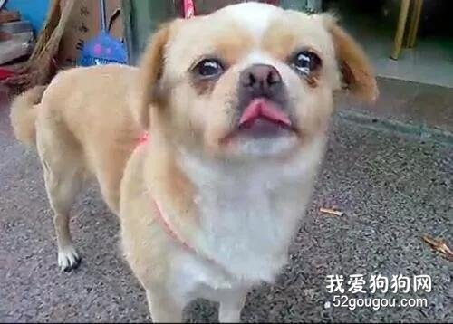 狗狗丟失兩年，主人從不放棄尋找，最后終于…