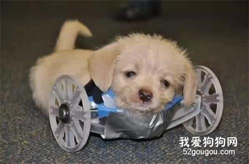 他給兩條腿的狗狗做了個輪椅，狗子卻拿來當枕頭....