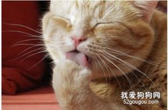 貓咪干嘔是什么原因?