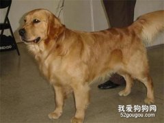 牧羊犬被送人后獨自流浪12天，走了389公里回家找主人