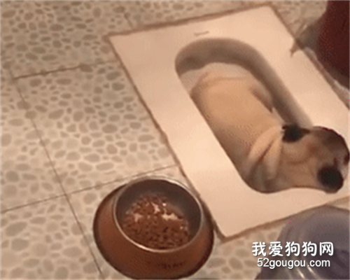 本想讓狗砸養成在衛生間方便的習慣，可后來就看到了這一幕...