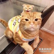 貓寶寶騎在貓媽身上，這表情反差太大了...