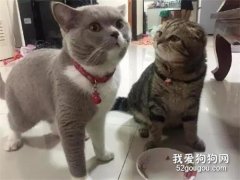 灰喵把碗里的都吃完了，一旁貍花貓的表情亮了....