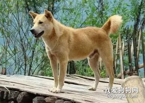 中国本土犬大盘点，据说田园犬.....