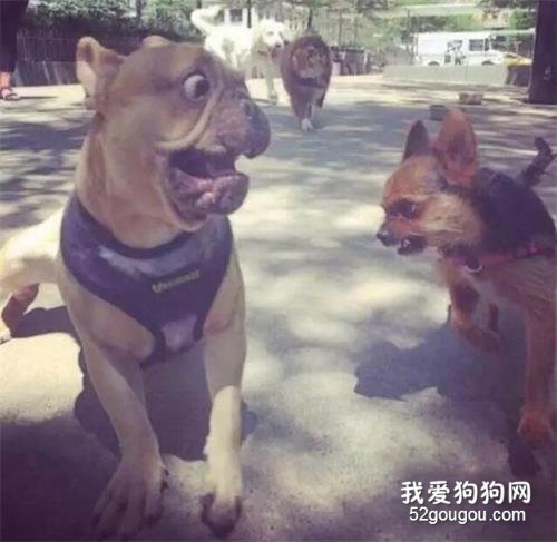 13只情緒化的動物，它們可以開始自己的演藝生涯了